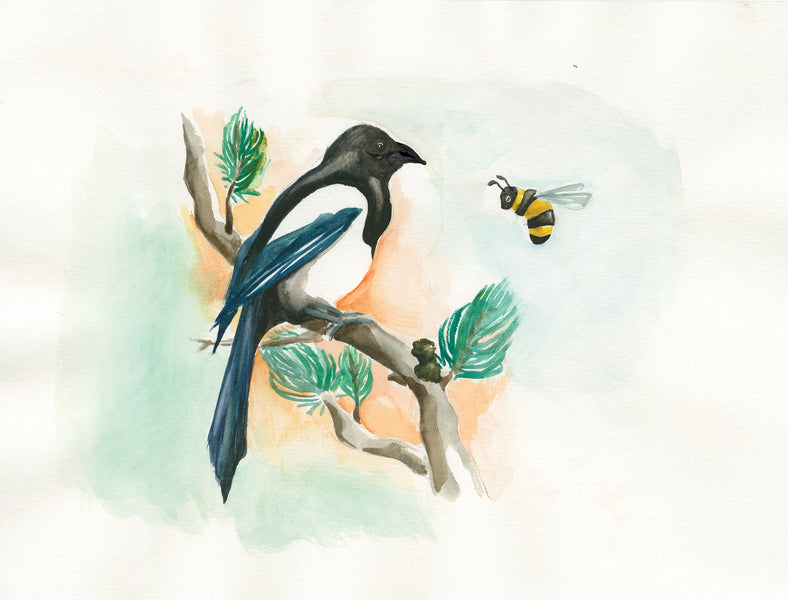 Never Stop Learning - About Magpies!